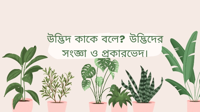 উদ্ভিদ কাকে বলে